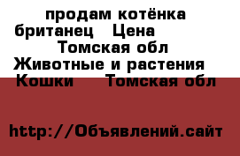 продам котёнка британец › Цена ­ 1 000 - Томская обл. Животные и растения » Кошки   . Томская обл.